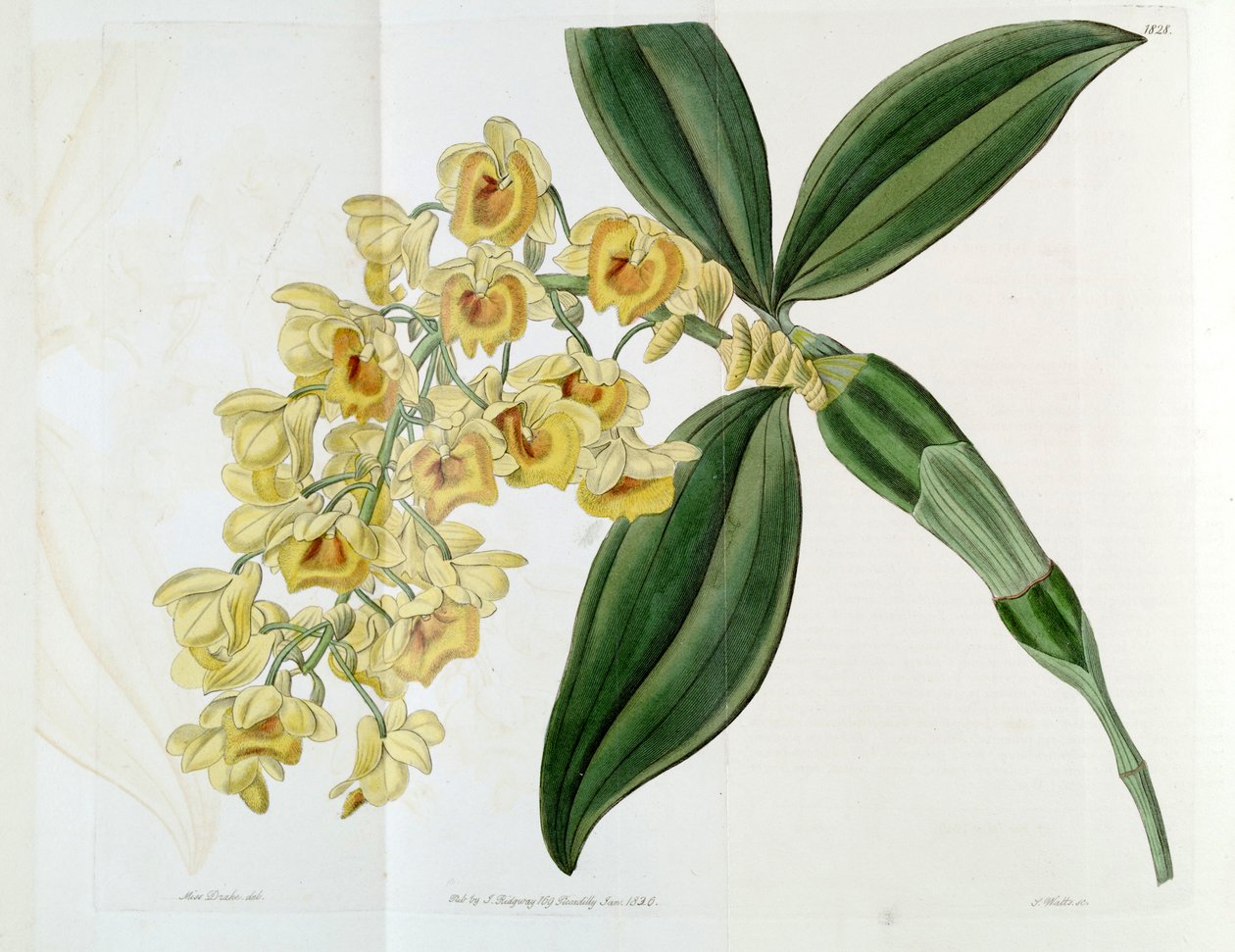 Dendrobium densiflorum av Miss Drake