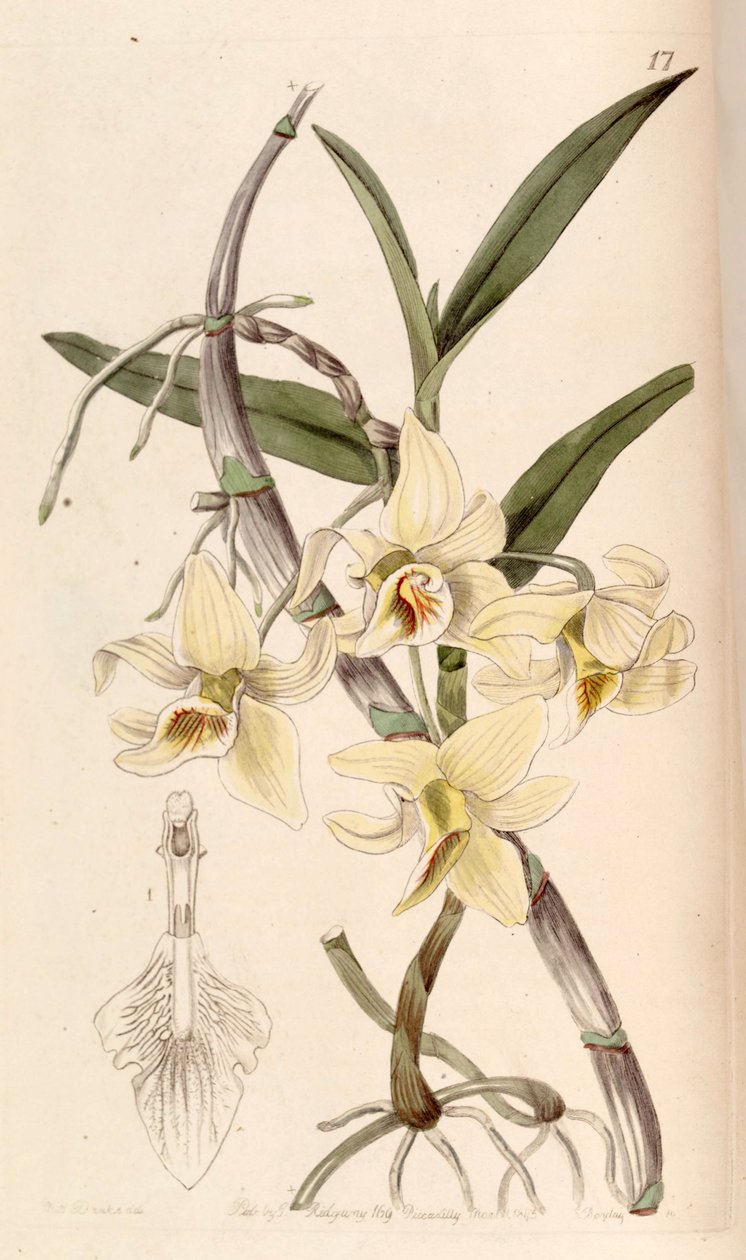 Dendrobium heterocarpum (as syn. Dendrobium rhombeum) av Miss Drake