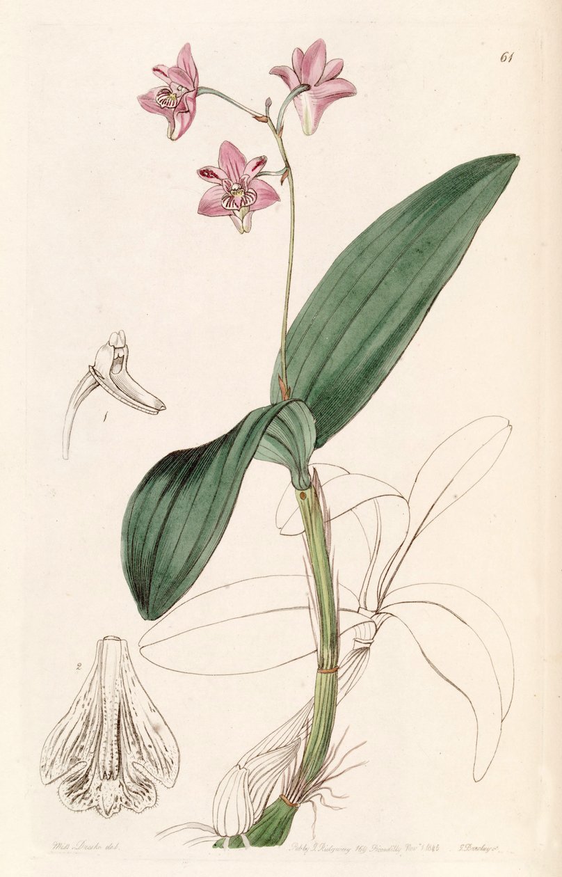 Dendrobium kingianum av Miss Drake