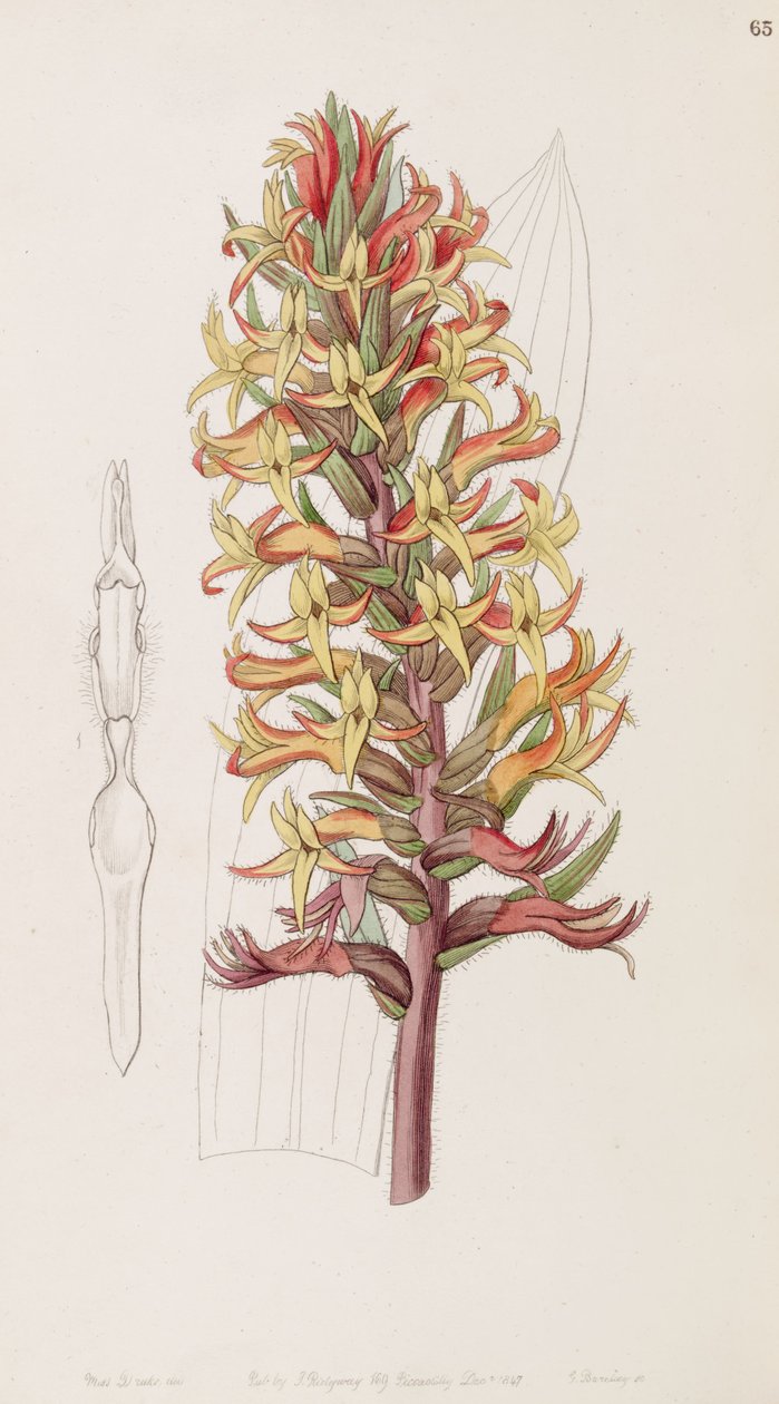 Dichromanthus cinnabarinus (as syn. Stenorrhynchos cinnabarinum, spelled by Lindley as Stenorhynchus cinnabarinus)) av Miss Drake