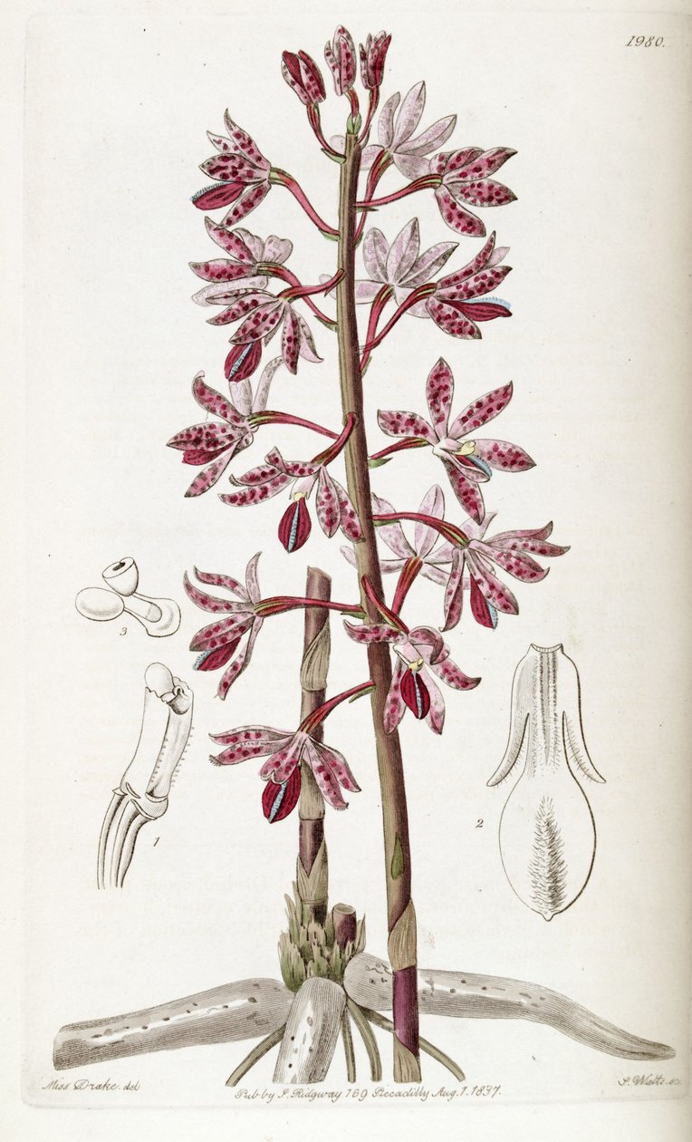 Dipodium punctatum av Miss Drake