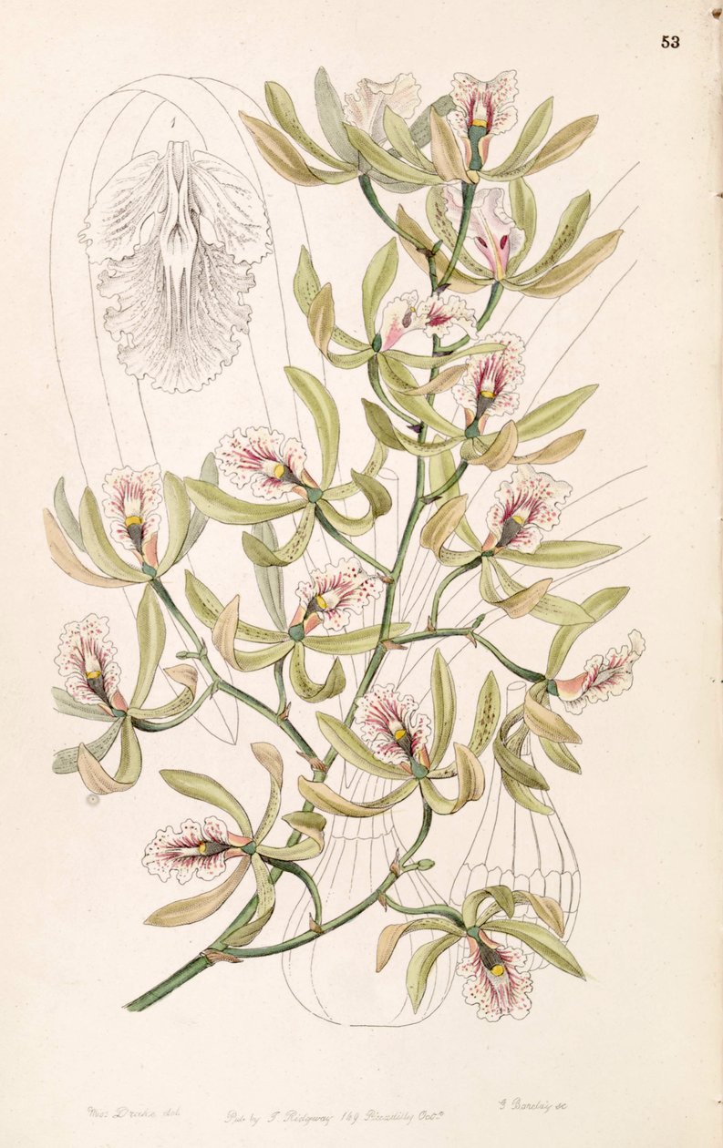 Encyclia ambigua (as syn. Epidendrum alatum) av Miss Drake