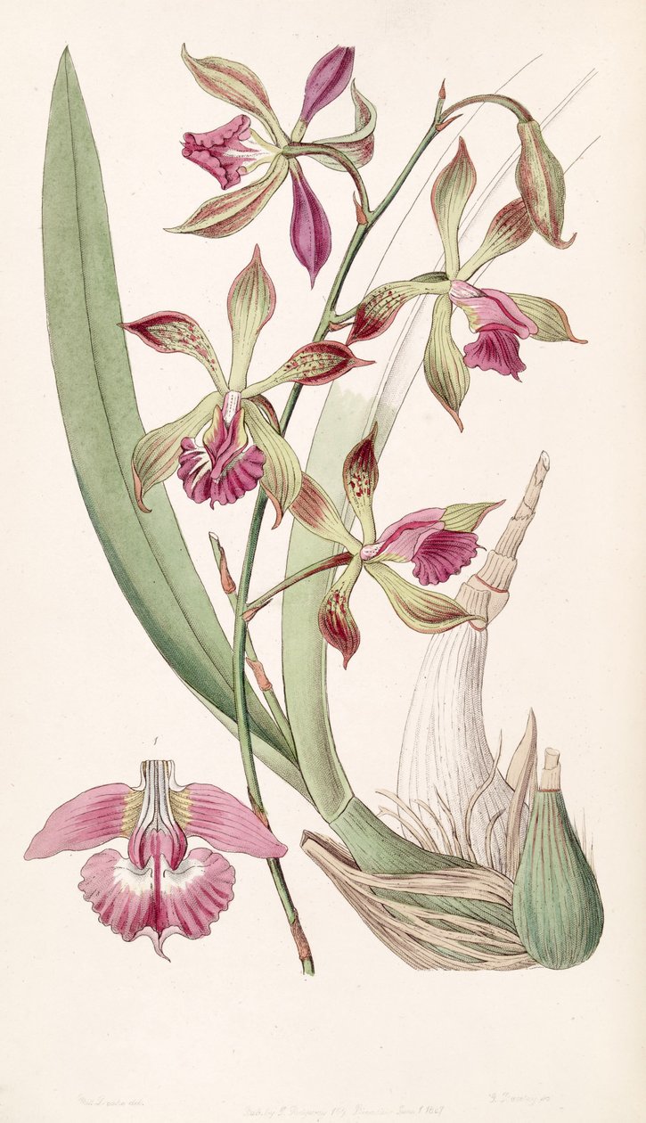 Encyclia plicata    (as syn. Epidendrum plicatum) av Miss Drake
