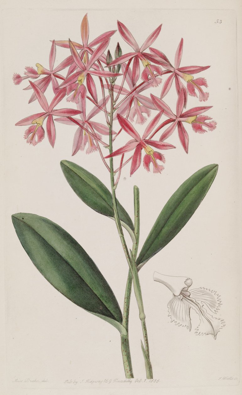 Epidendrum macrocarpum (as syn. Epidendrum schomburgkii) av Miss Drake