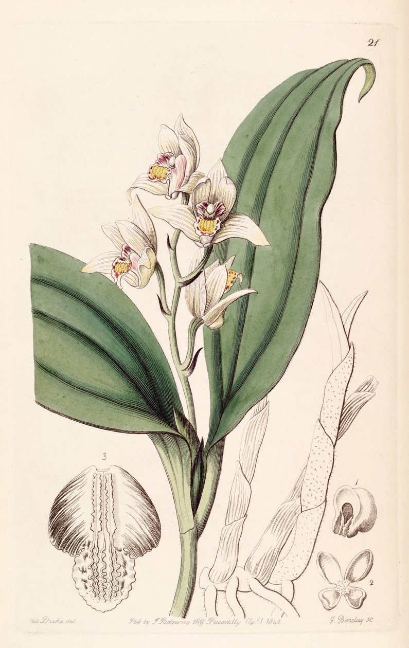 Eria coronaria (as syn. Trichosma suavis) av Miss Drake