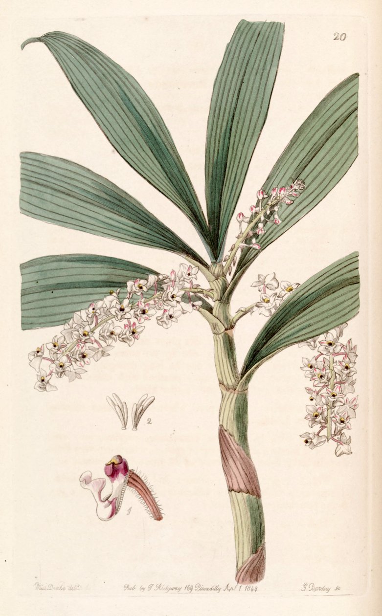 Eria floribunda av Miss Drake