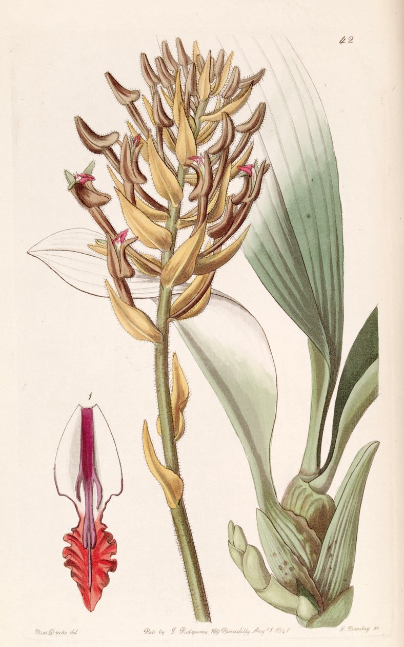 Eria ornata (as syn. Eria armeniaca) av Miss Drake