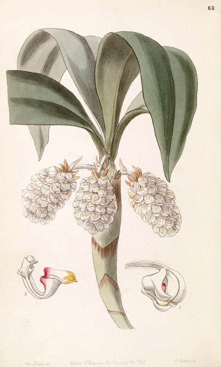 Eria spicata (as syn. Eria convallarioides) av Miss Drake
