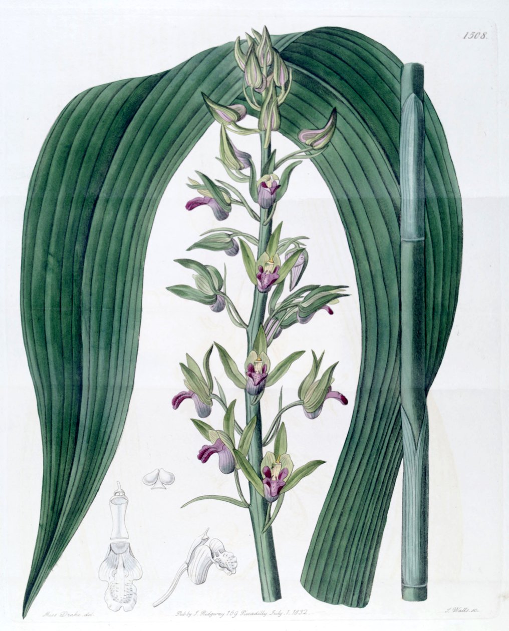 Eulophia alta (som syn. Cyrtopodium woodfordii). av Miss Drake