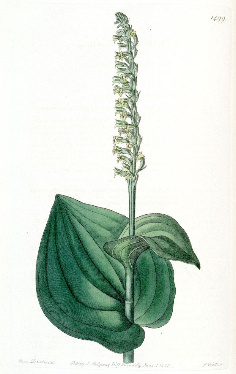 Gennary Dhylla (som syn. Hminium cornatum) av Miss Drake