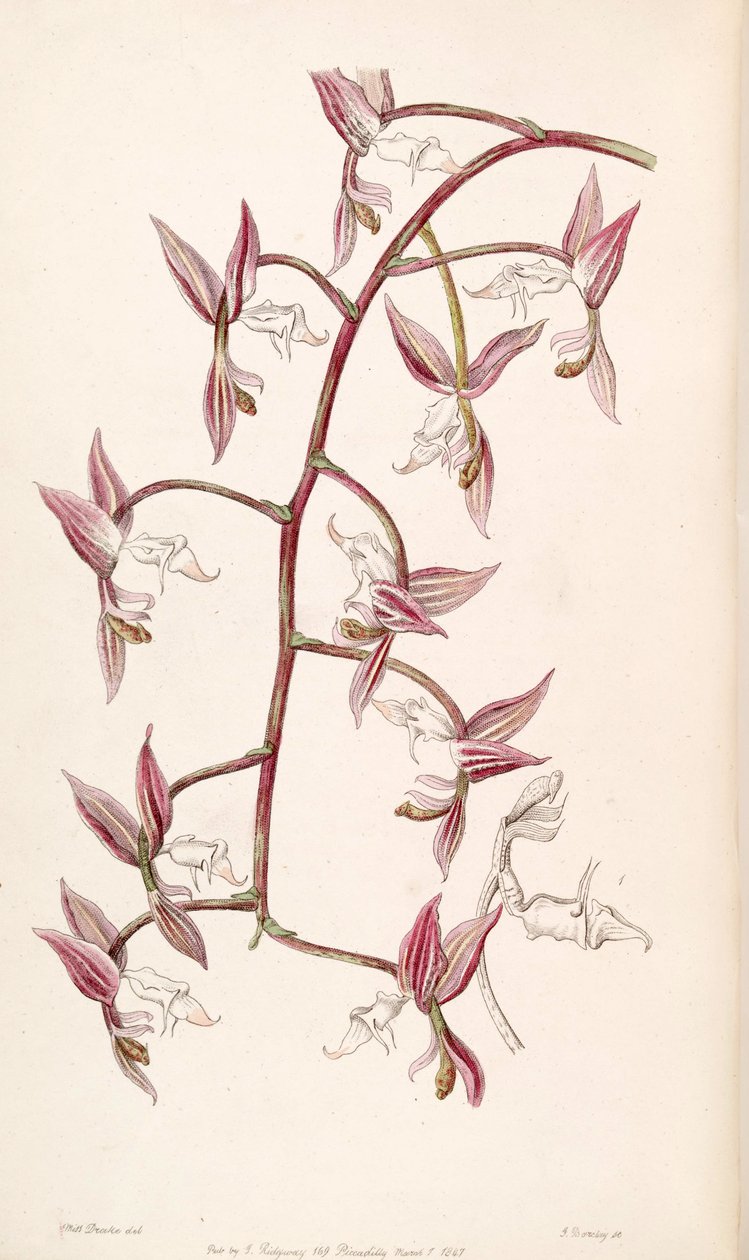 Gongora aromatica (as syn. Gongora bufonia var. leucochila) av Miss Drake