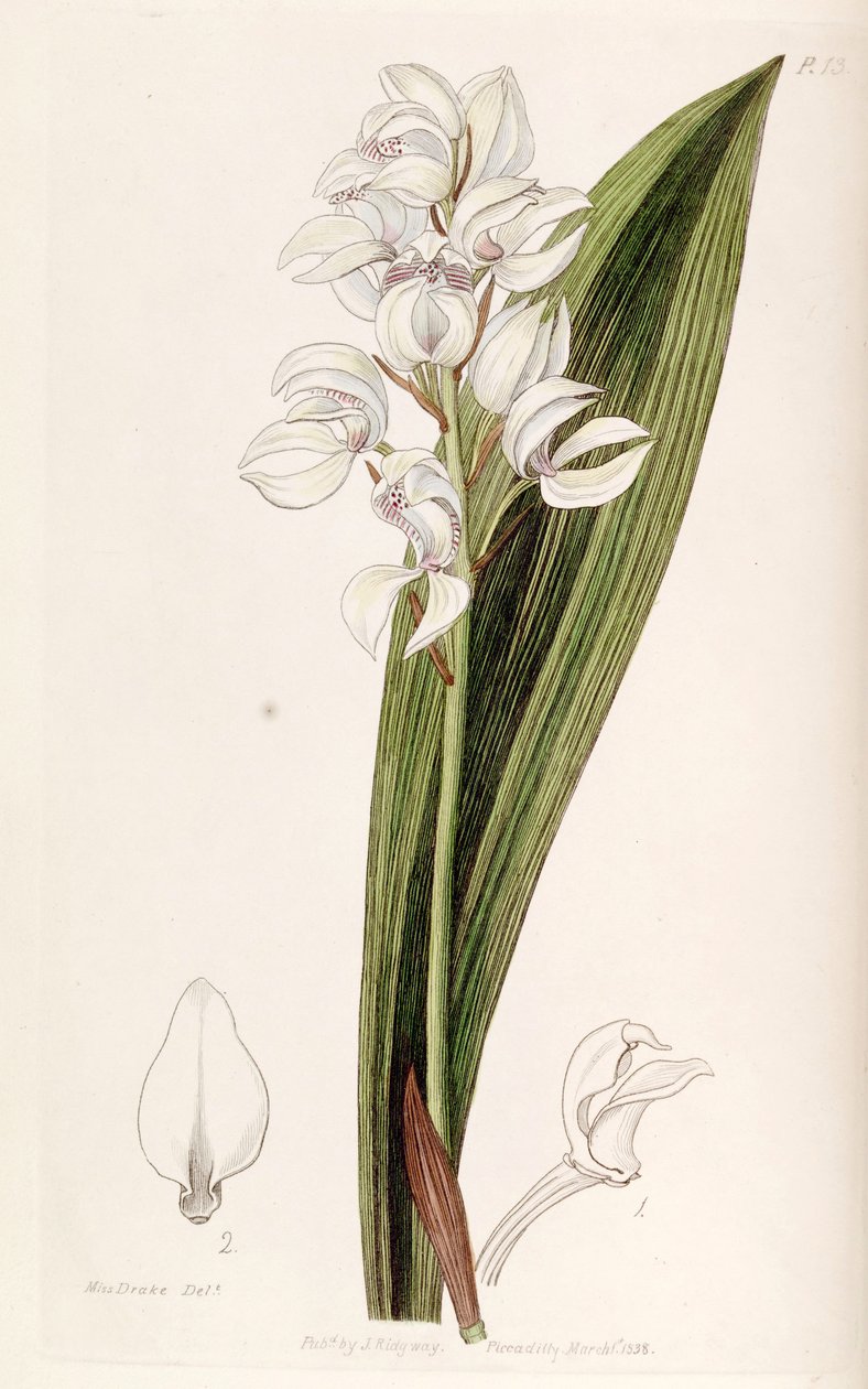 Govenia liliacea av Miss Drake