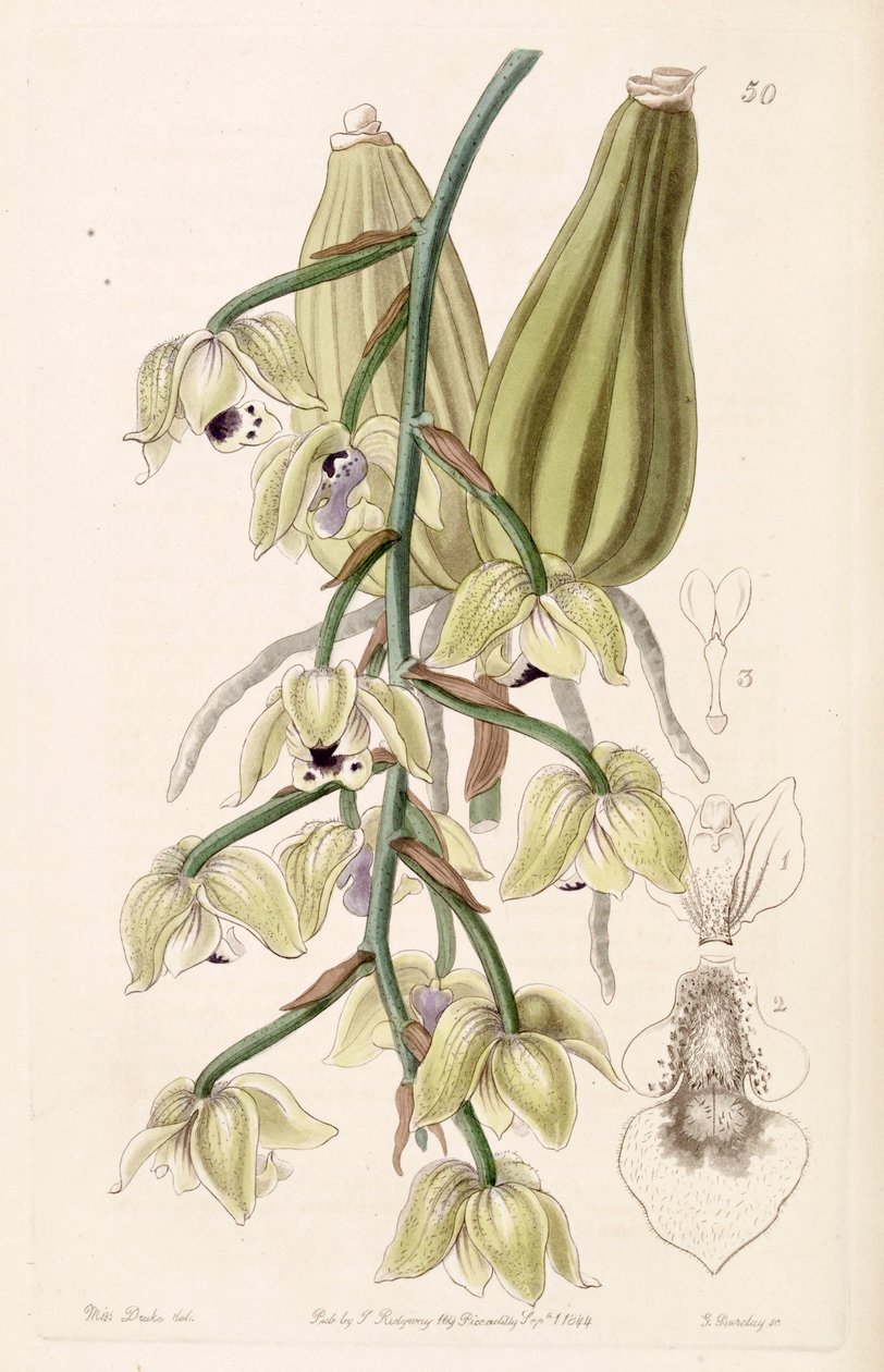 Lacaena bicolor av Miss Drake