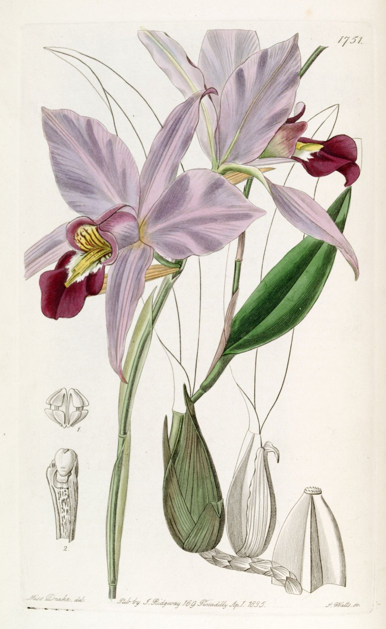 Laelia anceps av Miss Drake