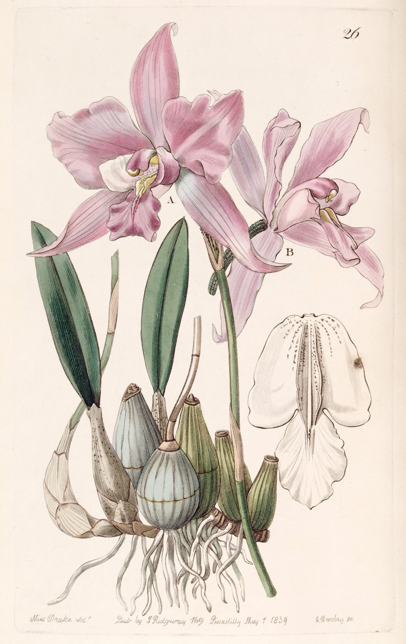 Laelia furfuracea av Miss Drake