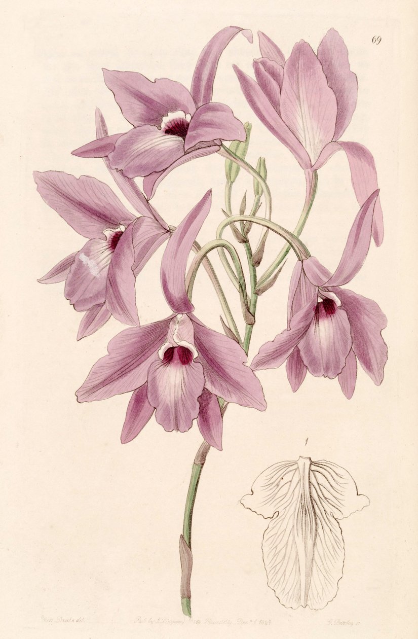 Laelia rubescens (som syn. Laelia peduncularis) av Miss Drake
