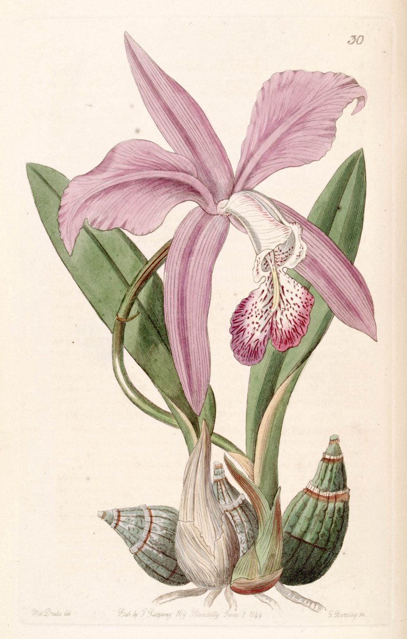 Laelia speciosa (as syn. Laelia majalis) av Miss Drake