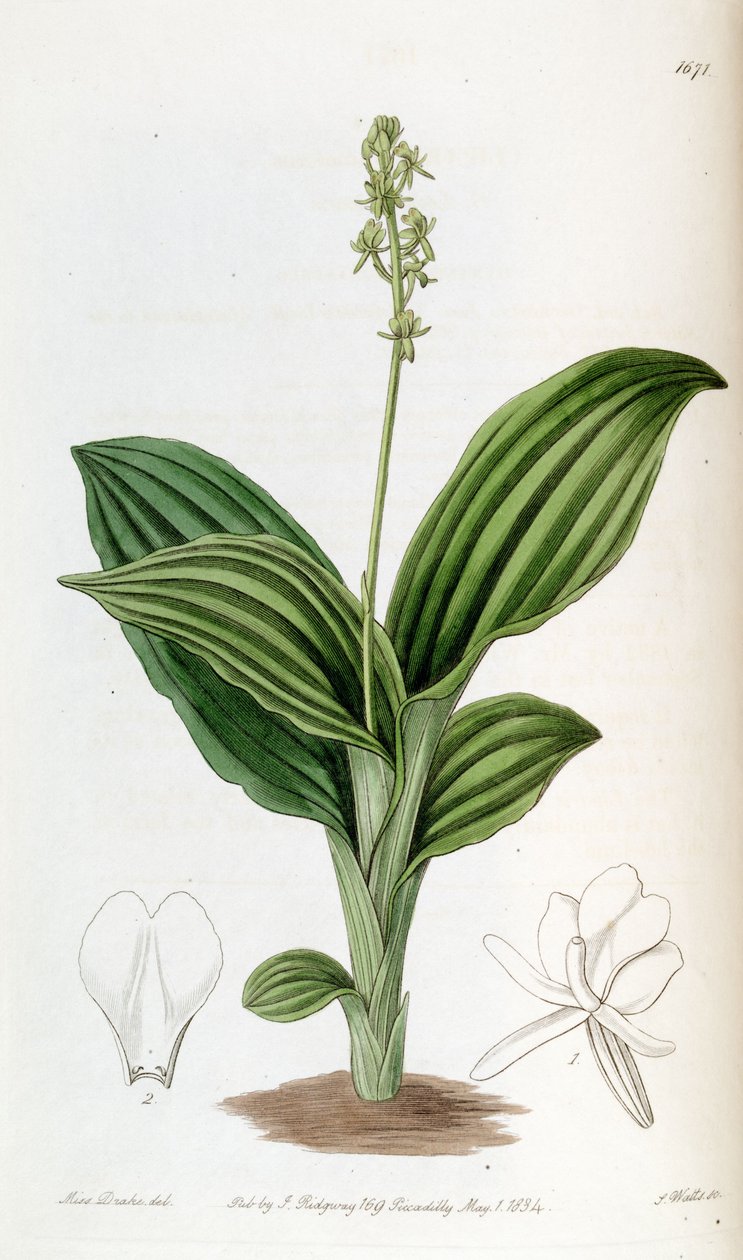 Liparis nervosa ssp. nervosa (as syn. Liparis guineensis) av Miss Drake