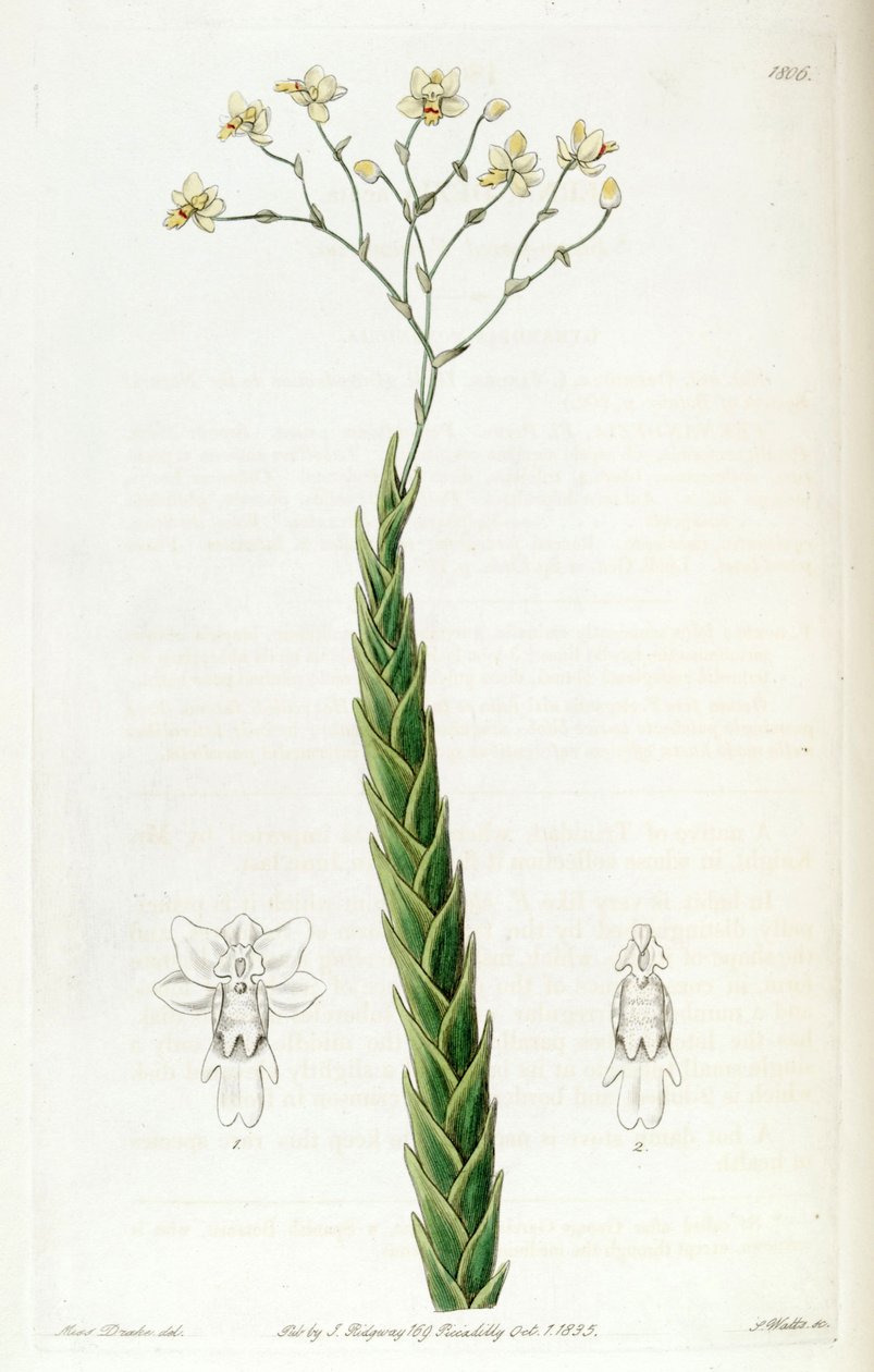 Lockhartia acuta (as syn. Fernandezia acuta) av Miss Drake