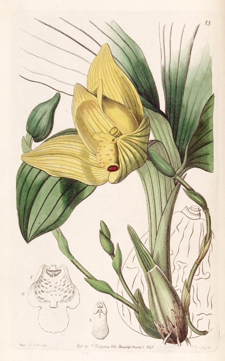 Lycaste cruenta (as syn. Maxillaria cruenta) av Miss Drake