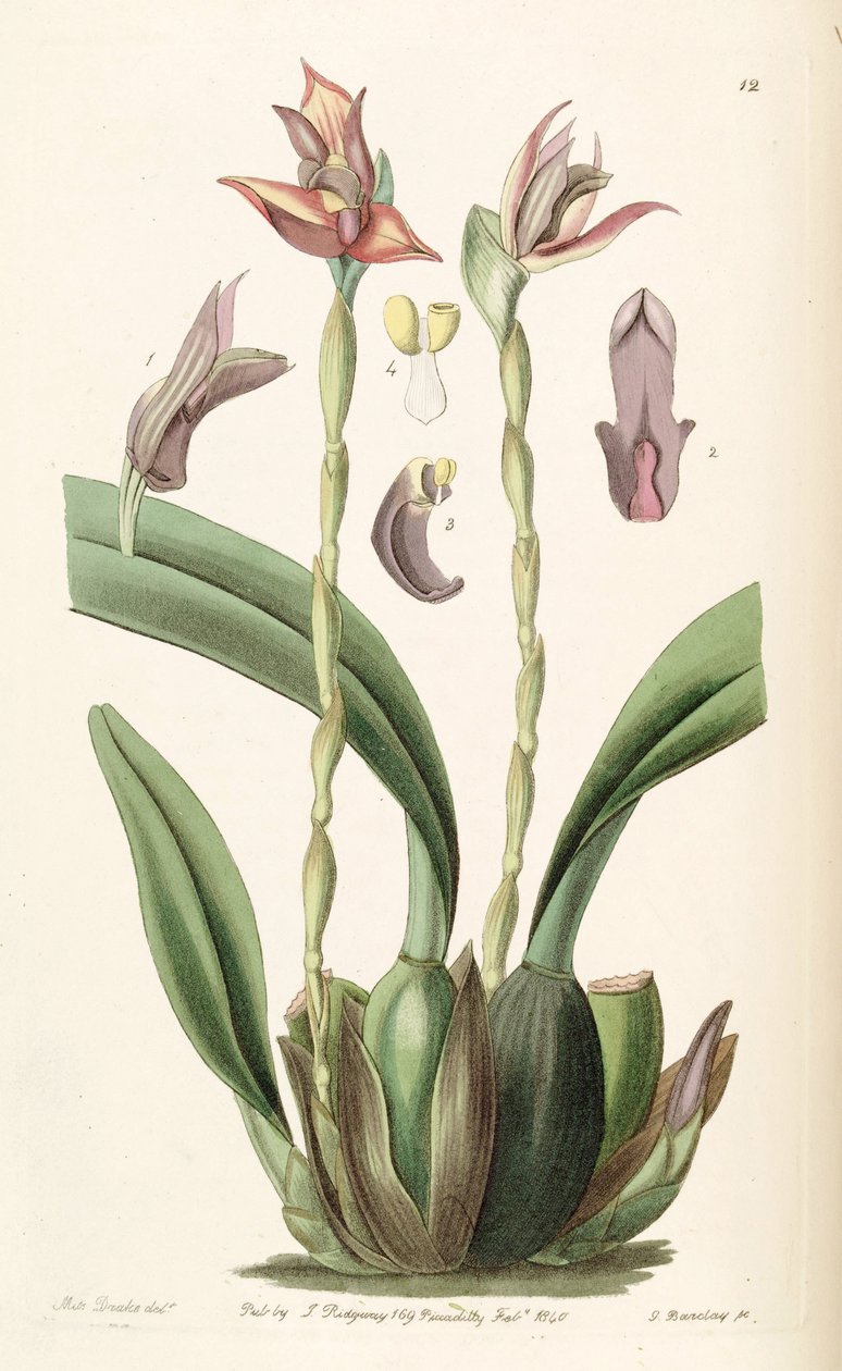 Maxillaria cucullata av Miss Drake