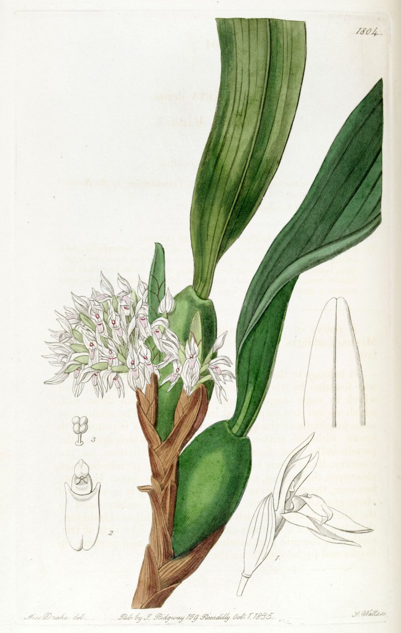 Maxillaria densa av Miss Drake