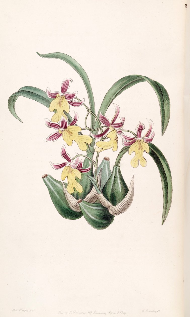 Mexicoa ghiesbreghtiana (as syn. Odontoglossum warneri var. purpuratum) av Miss Drake