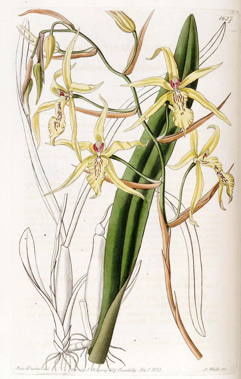 Miltonia flavescens (as syn. Cyrtochilum flavescens) av Miss Drake