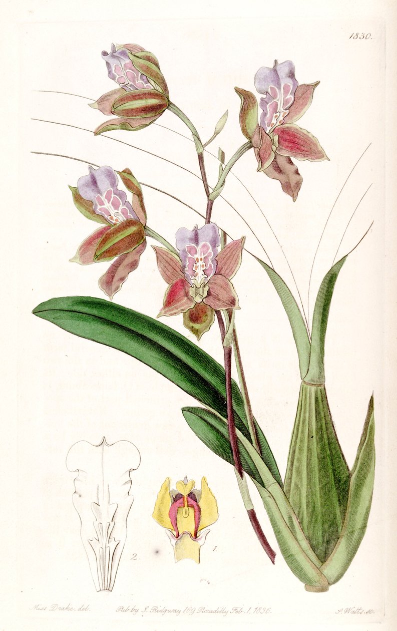 Miltonia russelliana (as syn. Oncidium russellianum