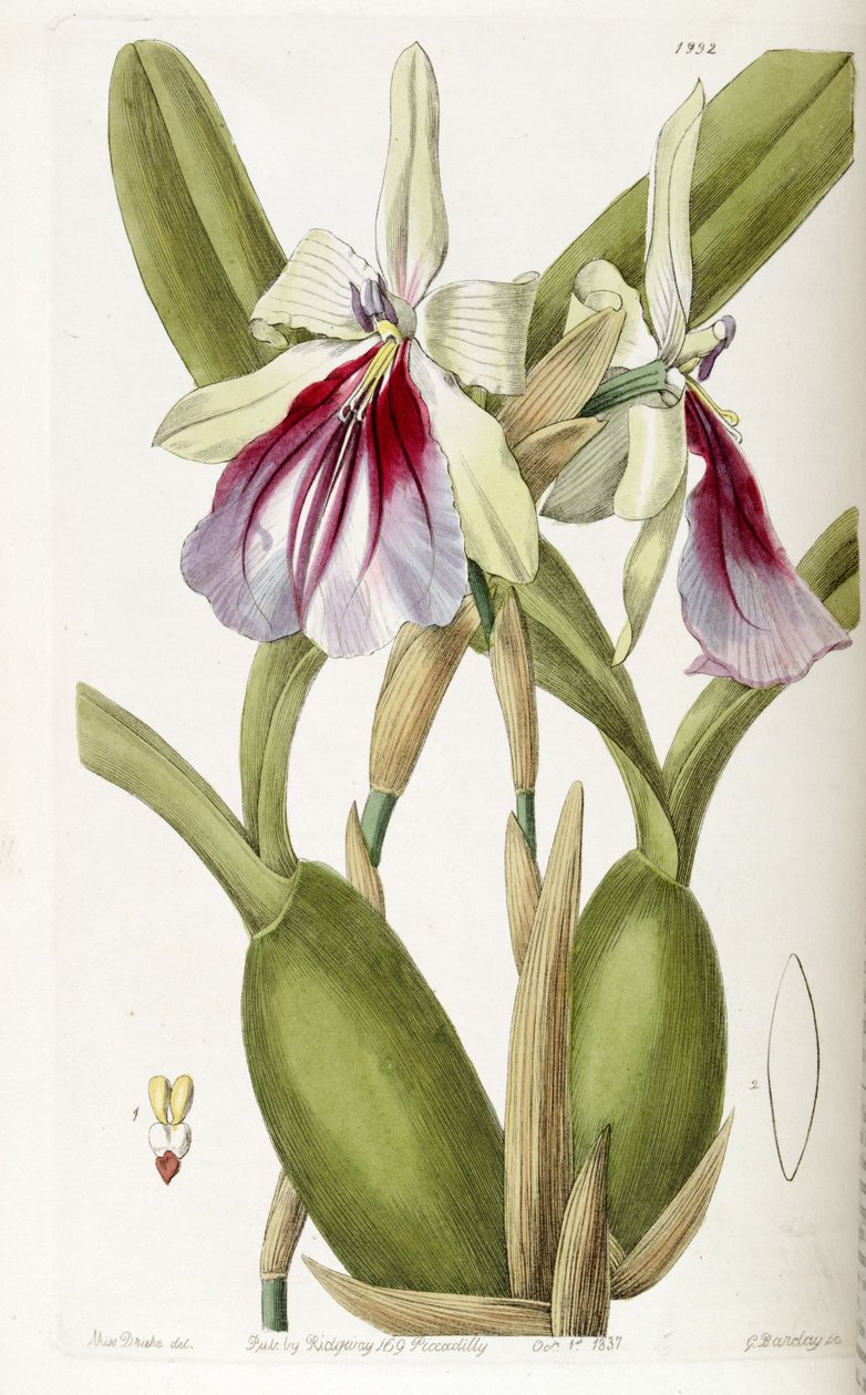 Miltonia spectabilis av Miss Drake