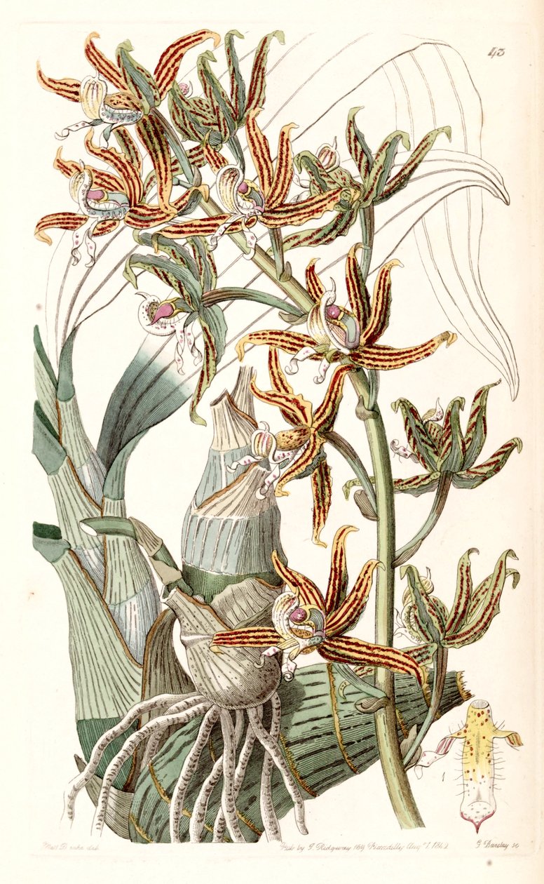Mormodes lineata (as Mormodes lineatum) av Miss Drake