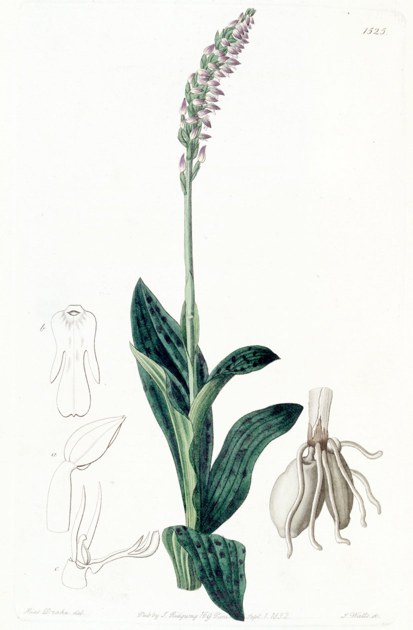 Neotinea maculata (as syn. Aceras secundiflorum) av Miss Drake