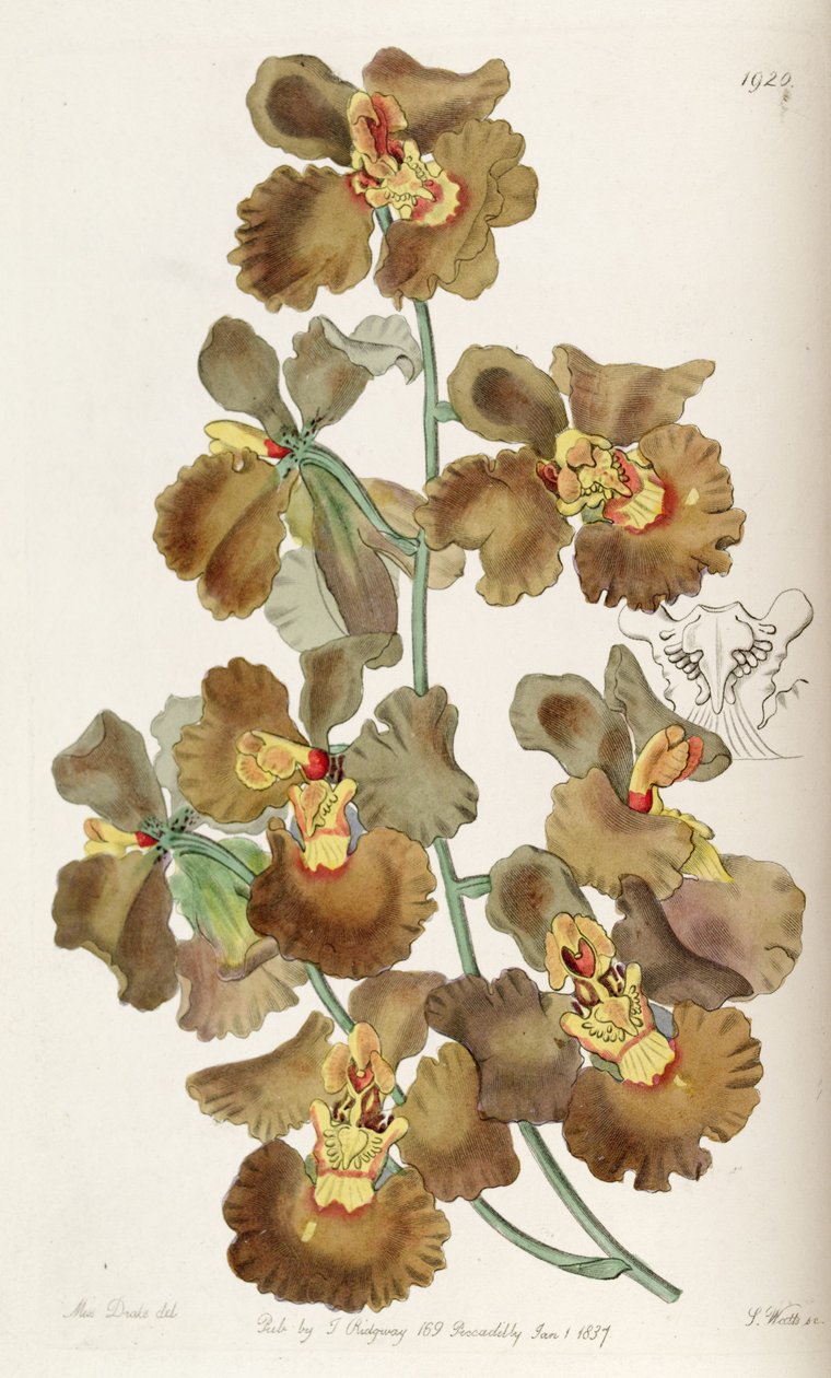 Oncidium crispum av Miss Drake