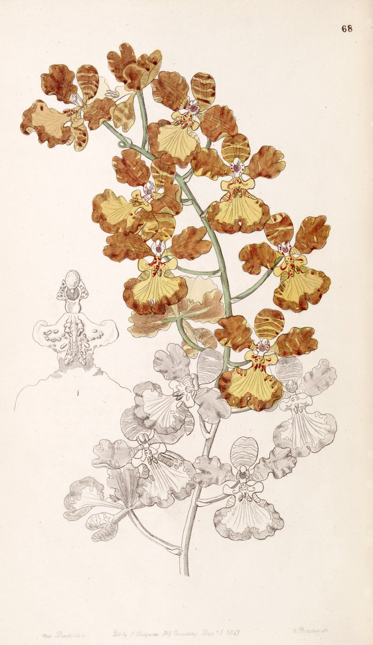Oncidium gardneri (as syn. Oncidium curtum) av Miss Drake