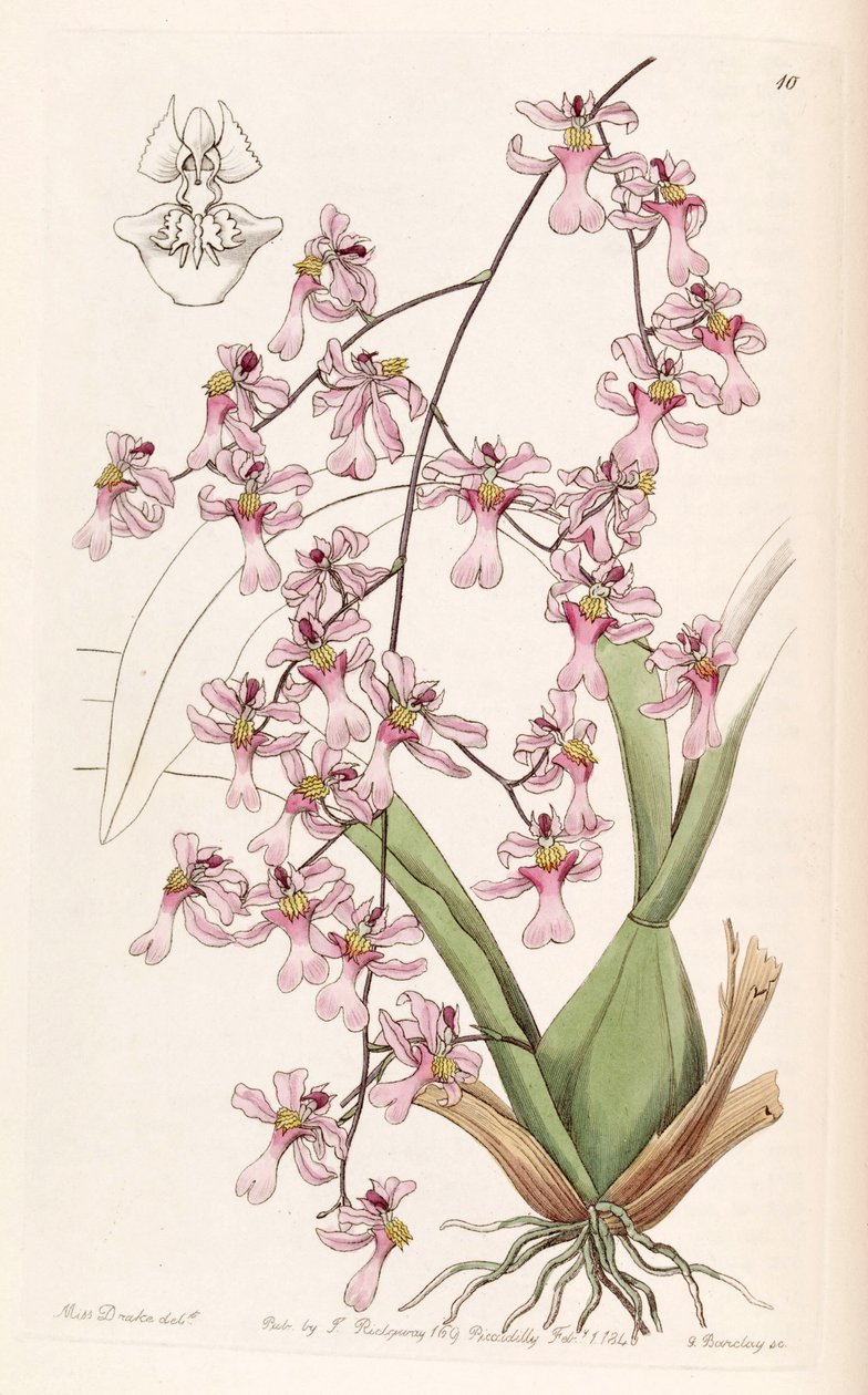 Oncidium ornithorhynchum av Miss Drake