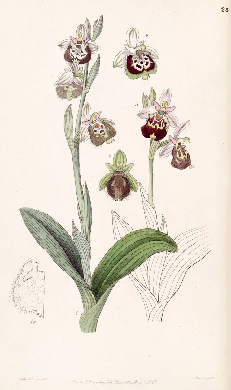 Ophrys fuciflora or Ophrys holoserica av Miss Drake