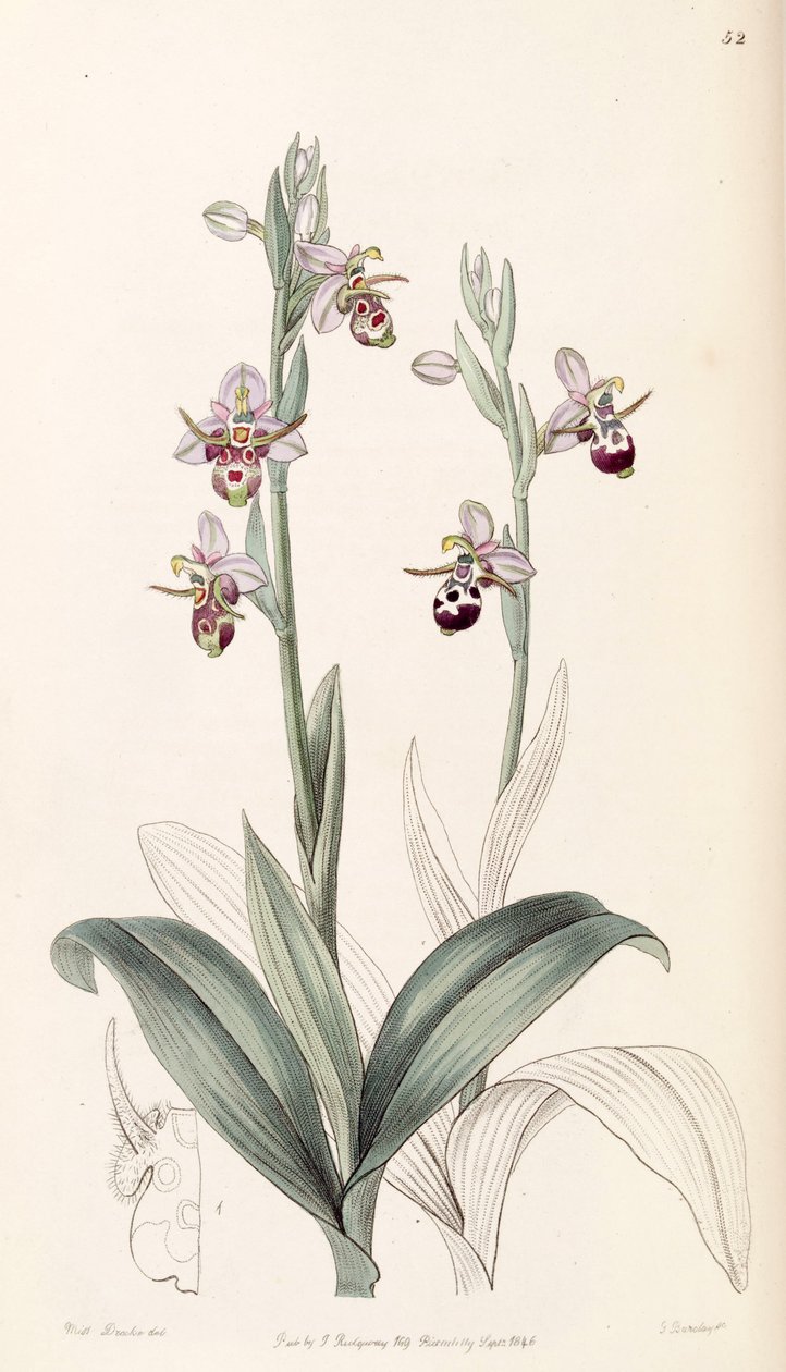 Ophrys scolopax subsp. cornuta (as syn. Ophrys cornuta) av Miss Drake