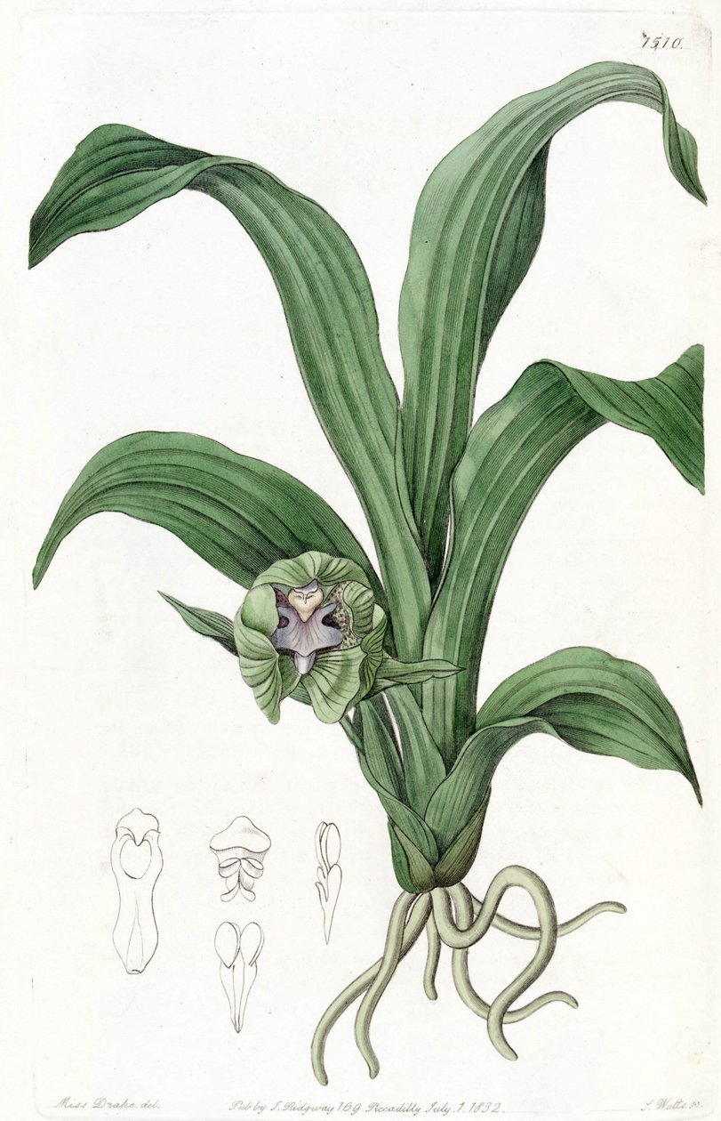 Pabstia viridis (som syn. Maxillaria viridis) av Miss Drake