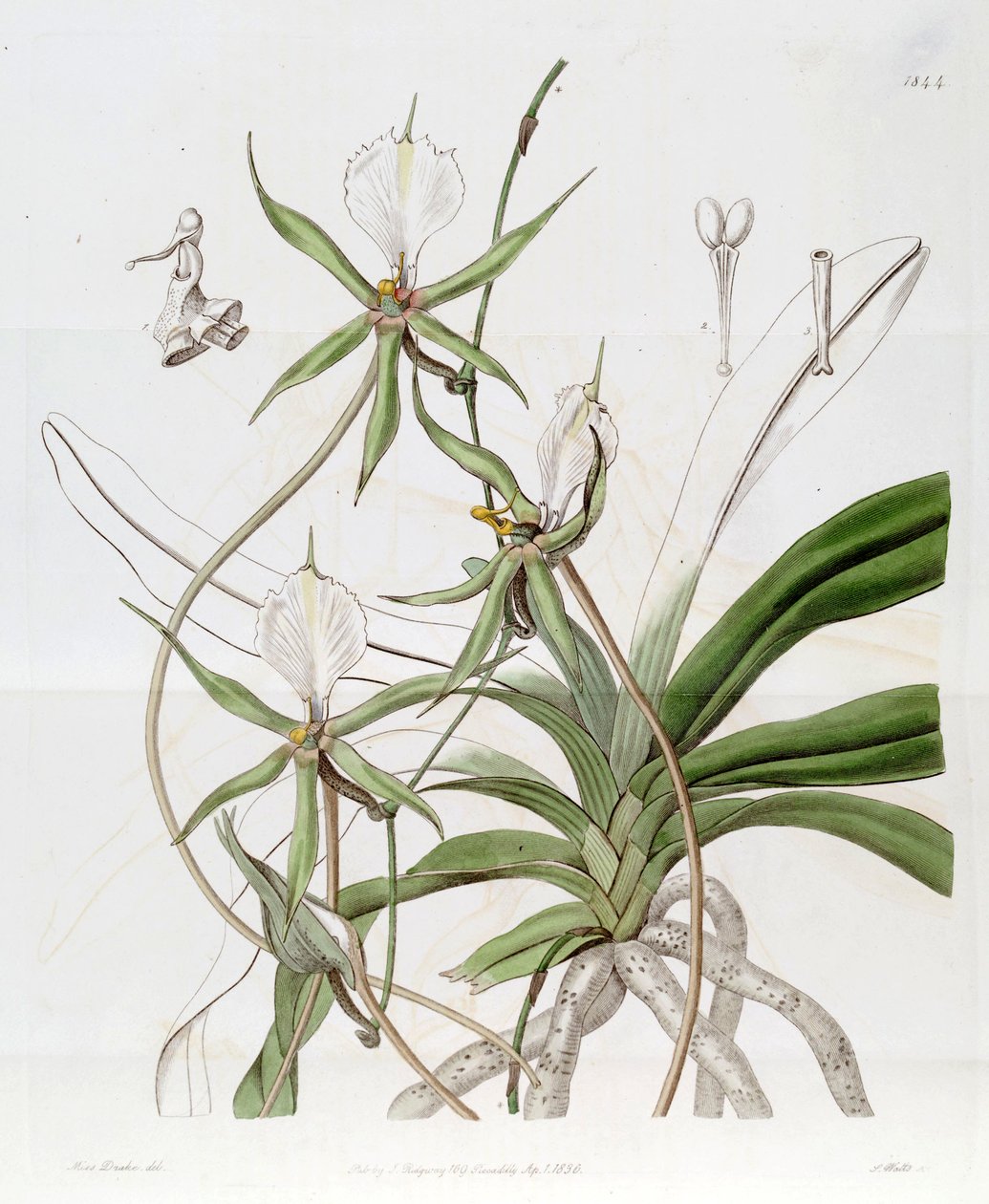 Plectrelminthus caudatus (as syn. Angraecum caudatum) av Miss Drake