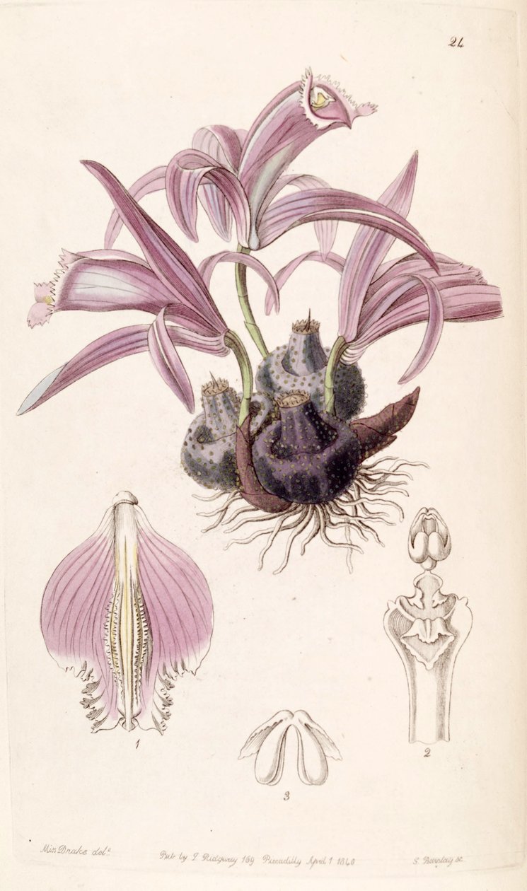 Pleione praecox (as syn. Coelogyne wallichiana) av Miss Drake