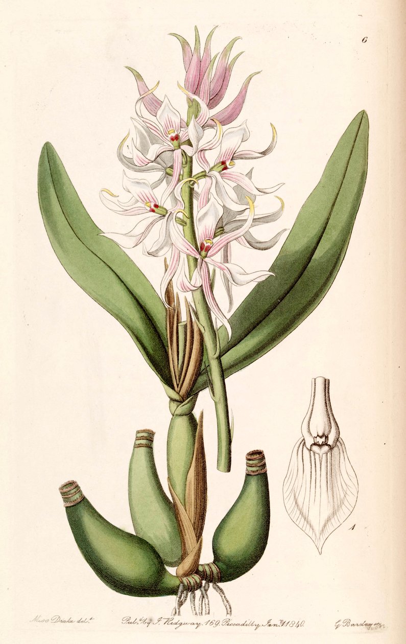 Prosthechea glumacea (as syn. Epidendrum glumaceum) av Miss Drake