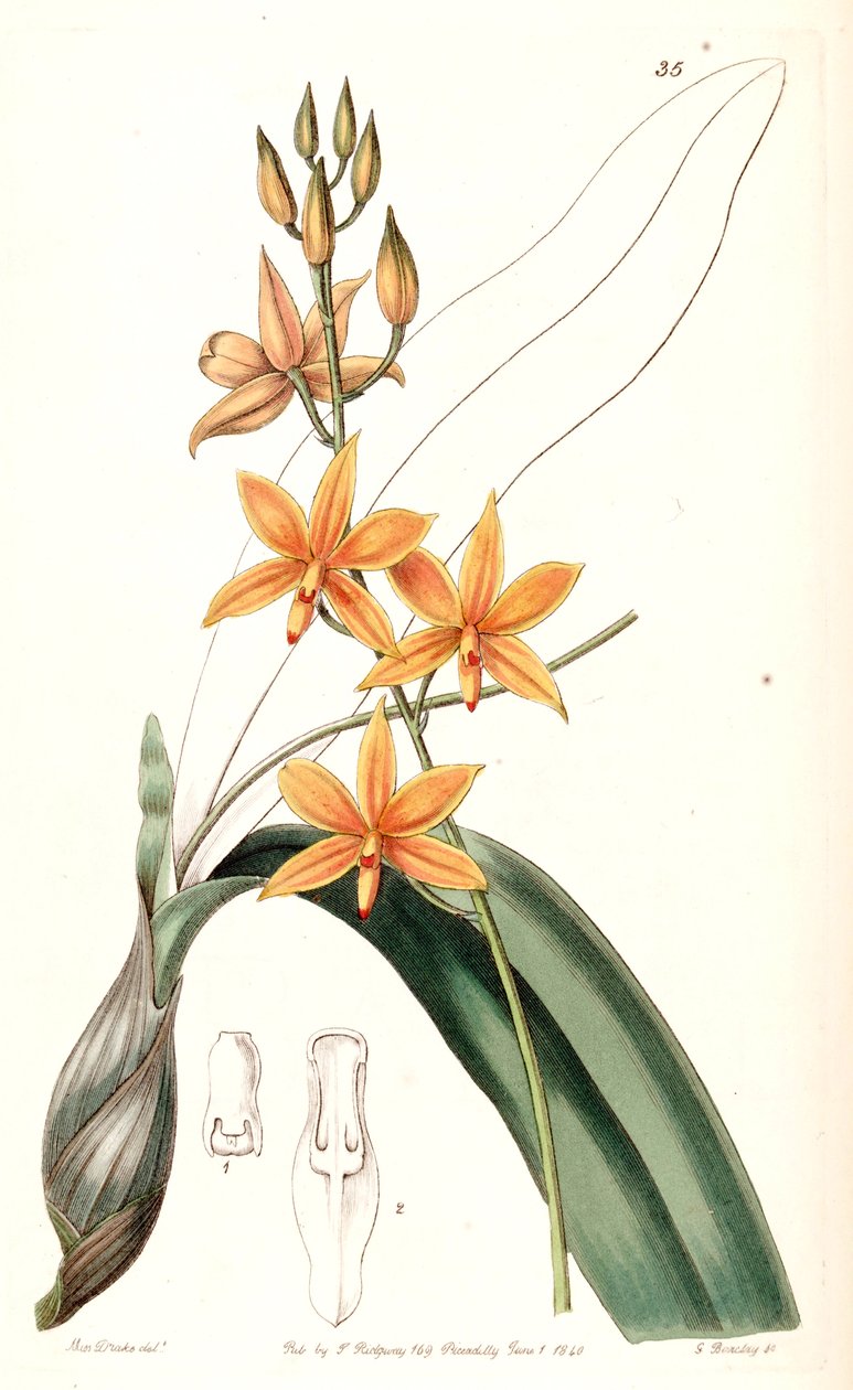 Prosthechea vitellina (as syn. Epidendrum vitellinum) av Miss Drake