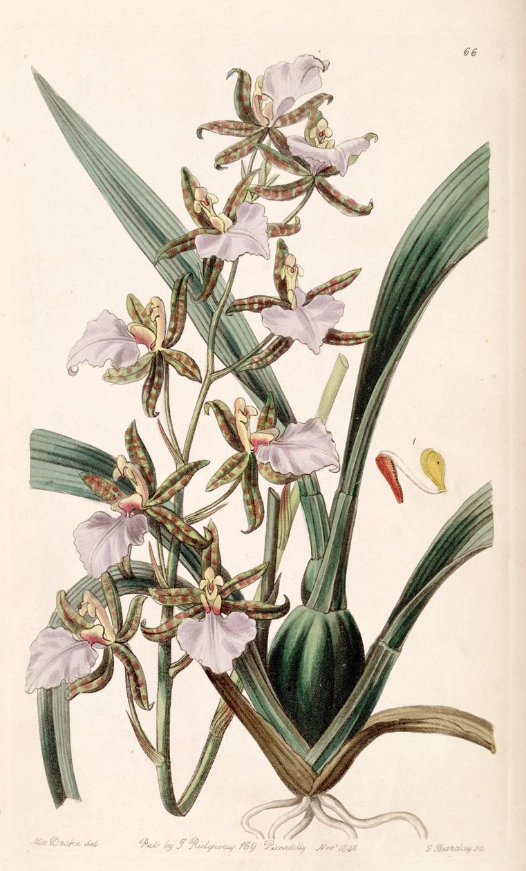 Rhynchostele bictoniensis or Odontoglossum bictoniense av Miss Drake