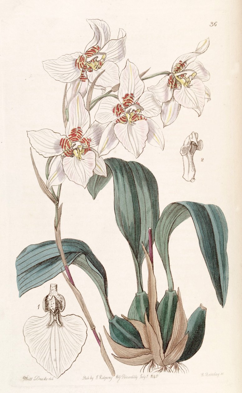 Rhynchostele cervantesii (as syn. Odontoglossum cervantesii) av Miss Drake