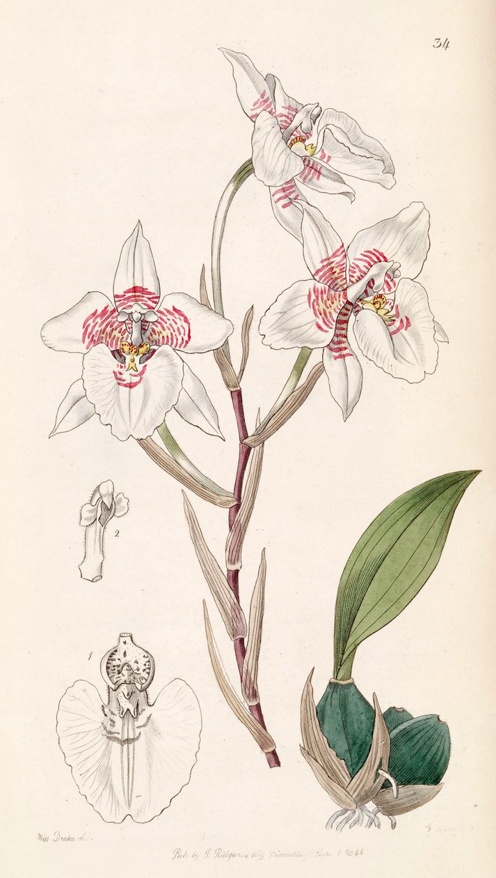 Rhynchostele cervantesii (as syn. Odontoglossum membranaceum) av Miss Drake