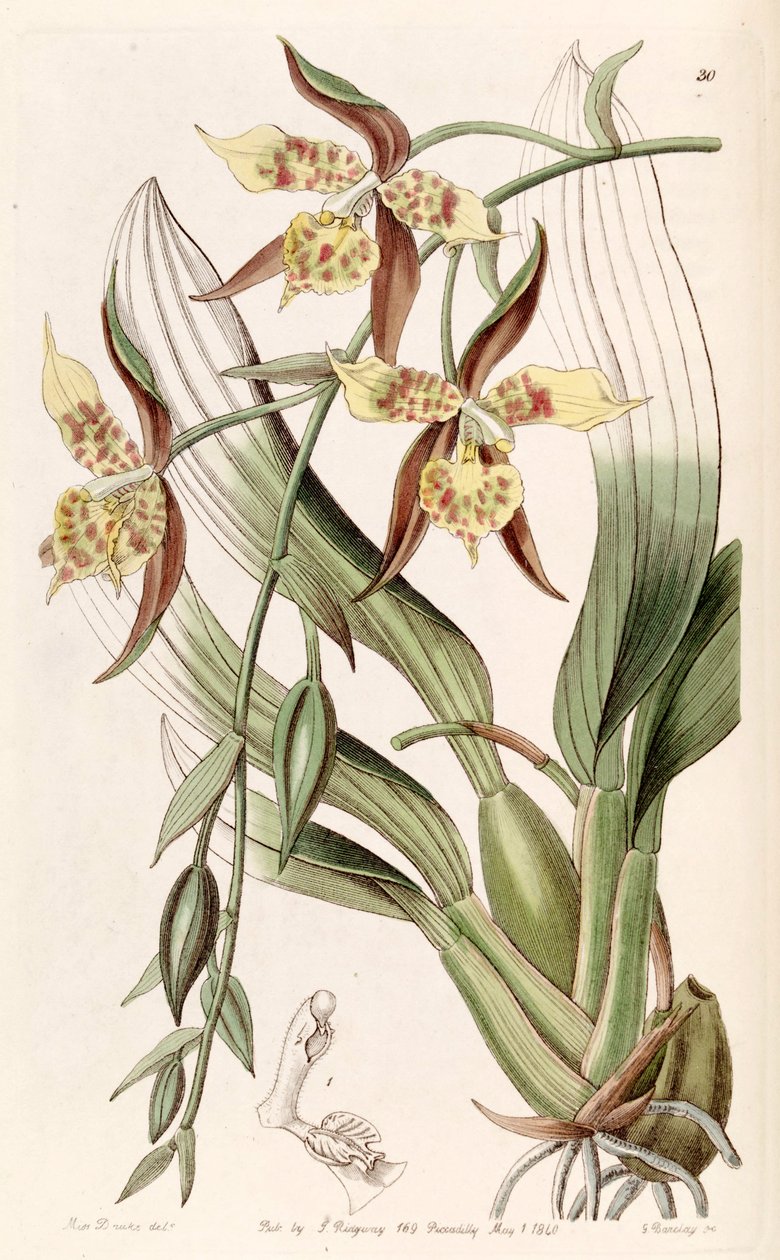 Rhynchostele maculata (as syn. Odontoglossum maculatum) av Miss Drake