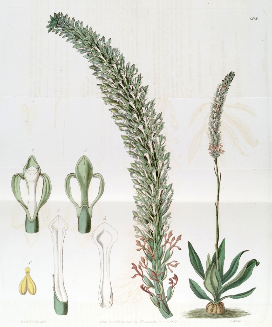 Sauroglossum nitidum  (as syn. Sauroglossum elatum) av Miss Drake