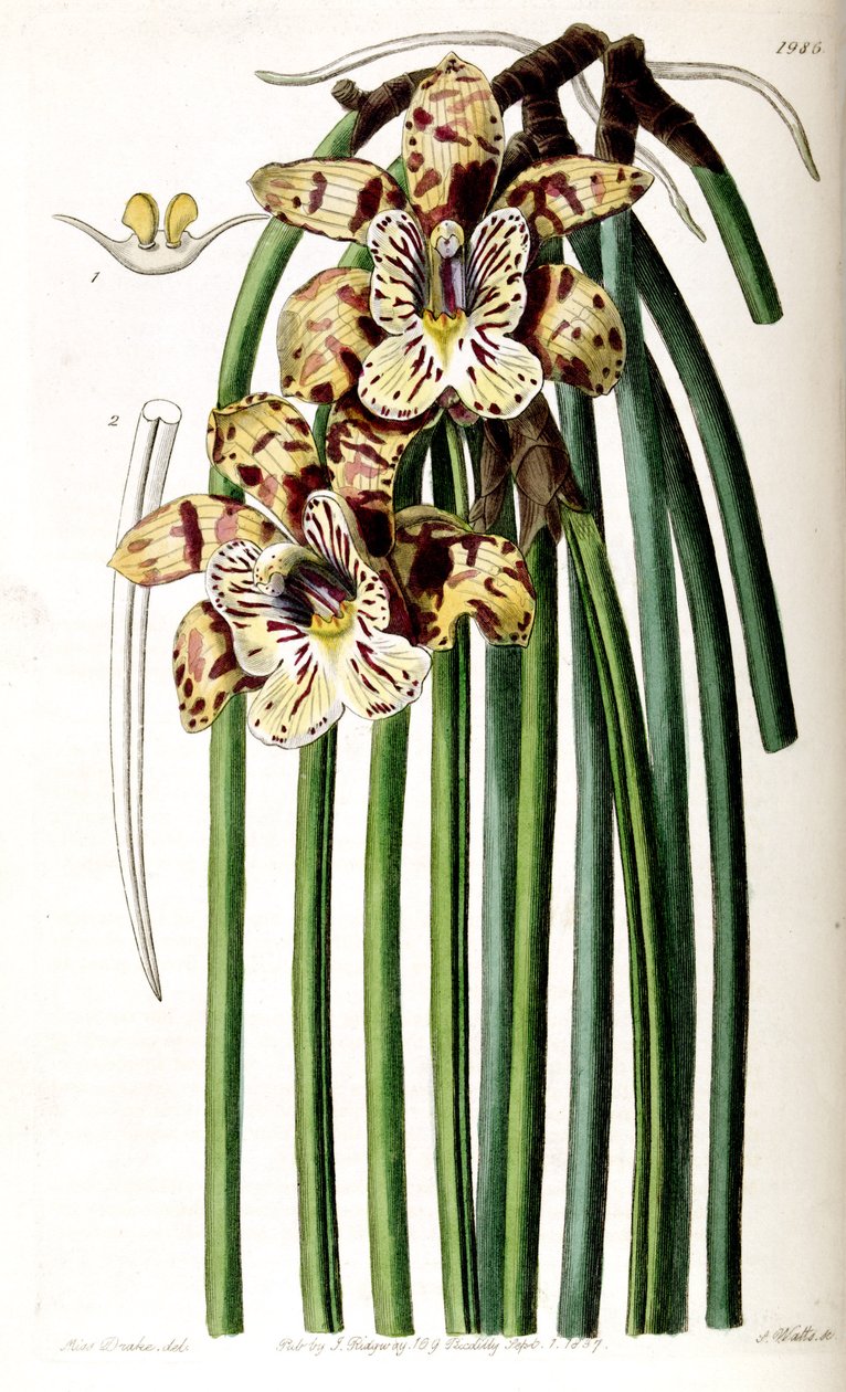 Scuticaria Steelei (syn. Cattleya Steelii) av Miss Drake