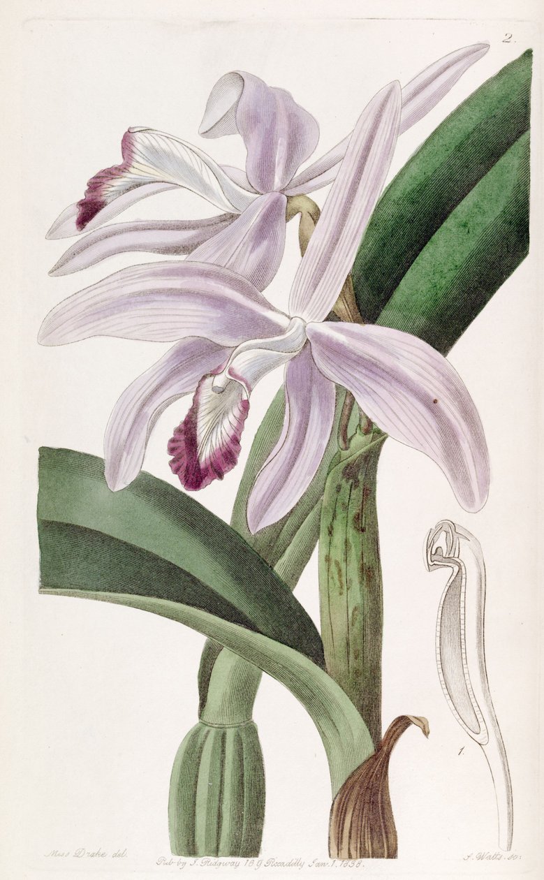 Sophronitis perrinii (as syn. Cattleya perrinii) av Miss Drake
