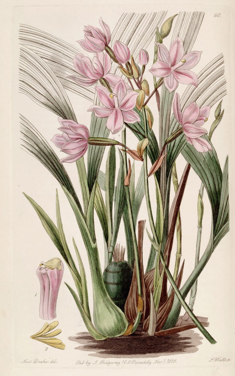 Spathoglottis plicata (as syn. Paxtonia rosea) av Miss Drake